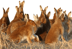 View hare care video (31,513 bytes)